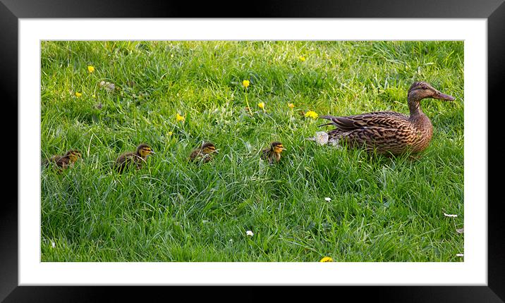 Follow the leader Framed Mounted Print by chris kemp