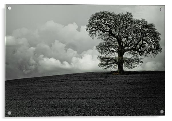 Lonely tree Acrylic by chris kemp