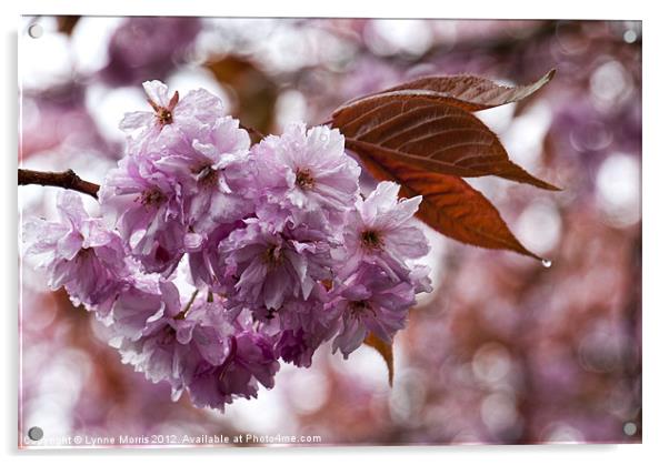 Blossom In The Rain Acrylic by Lynne Morris (Lswpp)