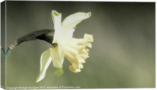 Daffodil Canvas Print by Nigel Bangert