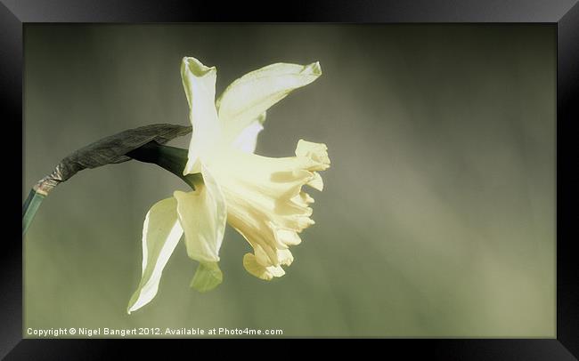 Daffodil Framed Print by Nigel Bangert