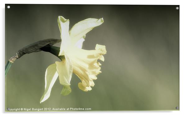 Daffodil Acrylic by Nigel Bangert