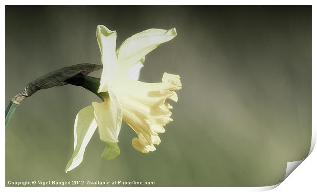 Daffodil Print by Nigel Bangert