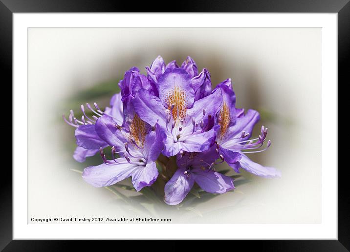 Rhododendron Bloom Framed Mounted Print by David Tinsley
