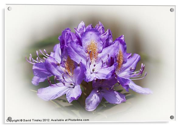 Rhododendron Bloom Acrylic by David Tinsley