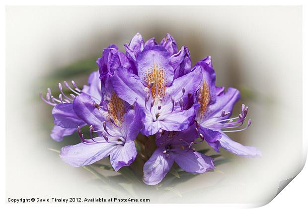 Rhododendron Bloom Print by David Tinsley