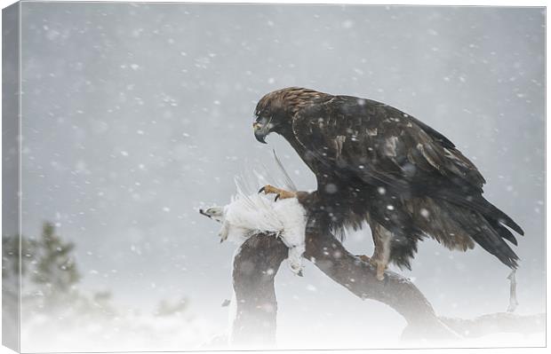 Golden Eagle Canvas Print by Natures' Canvas: Wall Art  & Prints by Andy Astbury