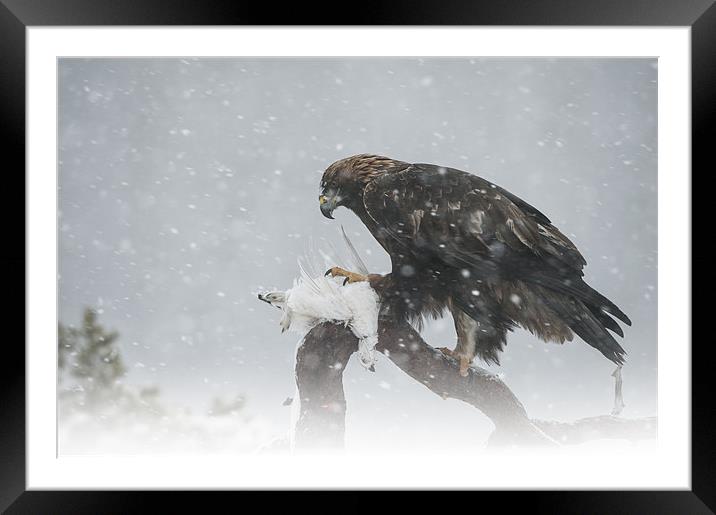 Golden Eagle Framed Mounted Print by Natures' Canvas: Wall Art  & Prints by Andy Astbury