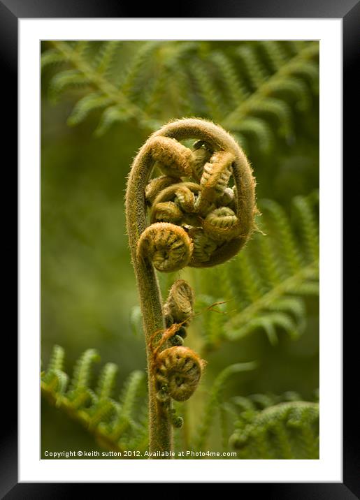 new frond Framed Mounted Print by keith sutton