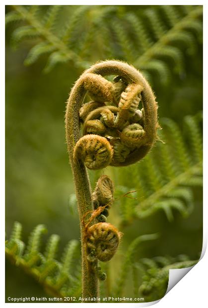 new frond Print by keith sutton
