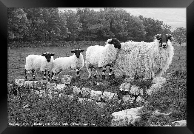 Black and White Sheep Framed Print by John Hastings