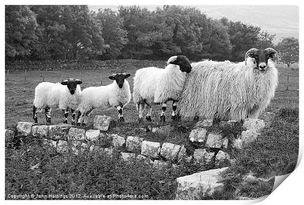 Black and White Sheep Print by John Hastings