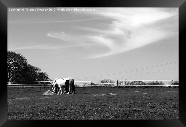 Horses in the mid-day sun Framed Print by Terence Downey