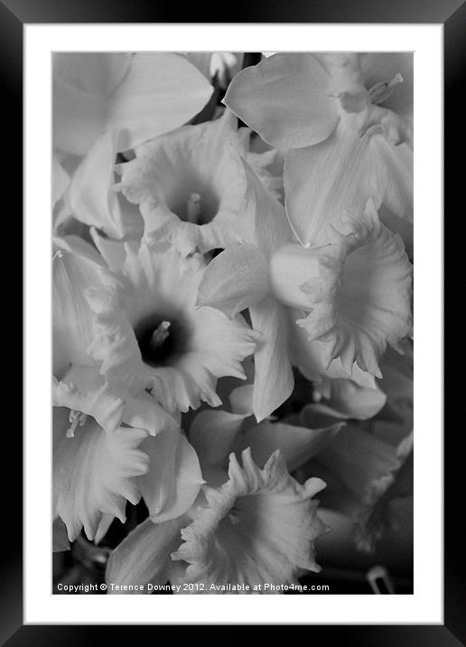 Flower Framed Mounted Print by Terence Downey
