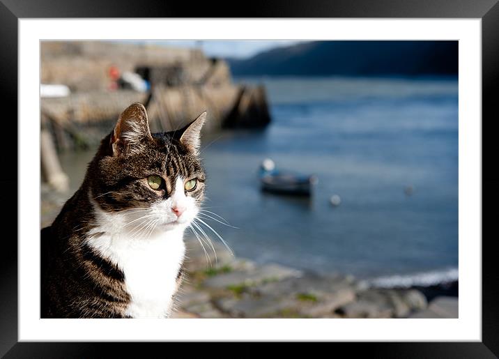 Coastal Cat Framed Mounted Print by Helen Northcott