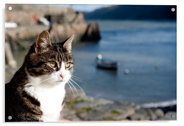 Coastal Cat Acrylic by Helen Northcott