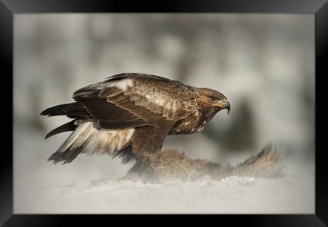 Golden Eagle Framed Print by Natures' Canvas: Wall Art  & Prints by Andy Astbury