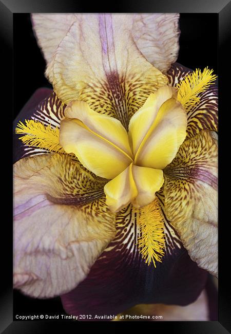 Bearded Iris Framed Print by David Tinsley