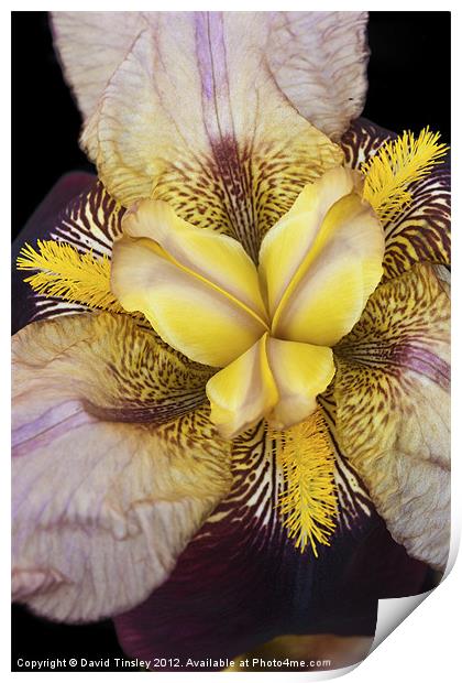 Bearded Iris Print by David Tinsley