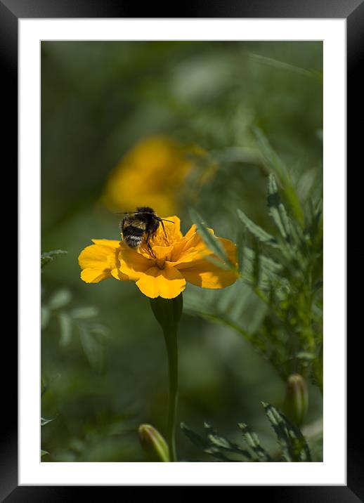 Bee on top Framed Mounted Print by Adrian Bud