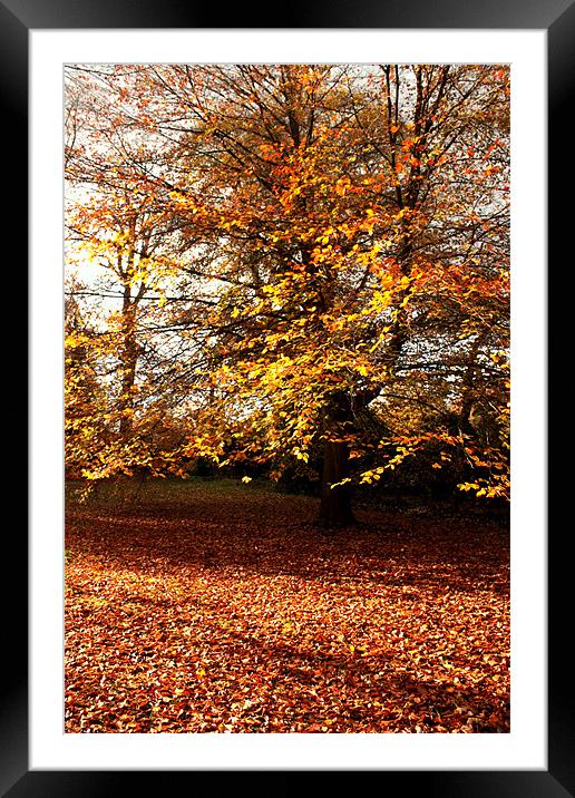 Autumn Woods Framed Mounted Print by John Taylor