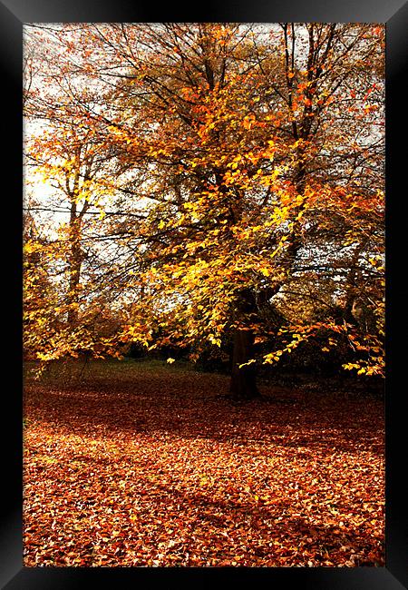 Autumn Woods Framed Print by John Taylor
