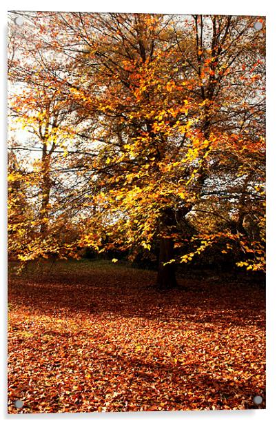 Autumn Woods Acrylic by John Taylor