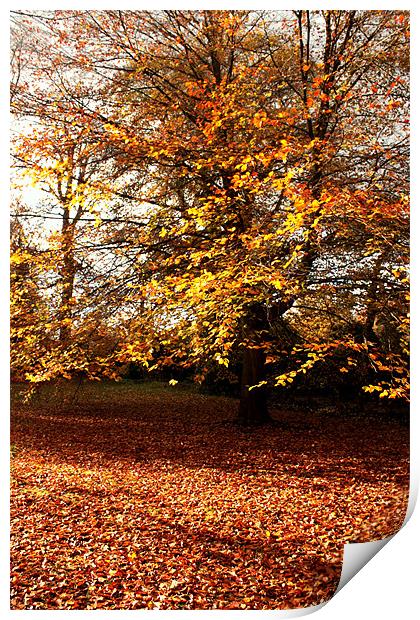 Autumn Woods Print by John Taylor
