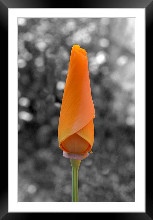 Ready To Bloom Framed Mounted Print by Matt Knight