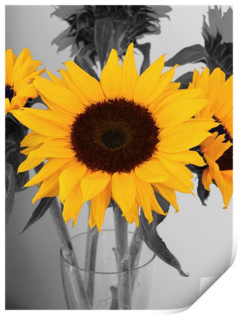 Sunflower Print by Kevin Warner