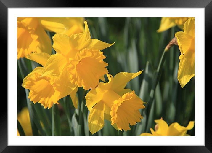 Daffodils Framed Mounted Print by Frank Goodall