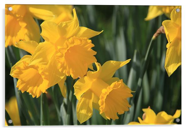 Daffodils Acrylic by Frank Goodall