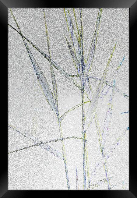 Water Reed Digital art Framed Print by David Pyatt