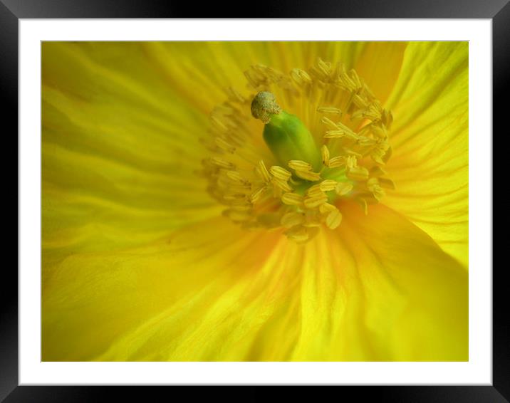 sunshine poppy Framed Mounted Print by Heather Newton