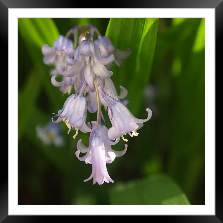Bluebell Bunch Framed Mounted Print by Heidi Cameron