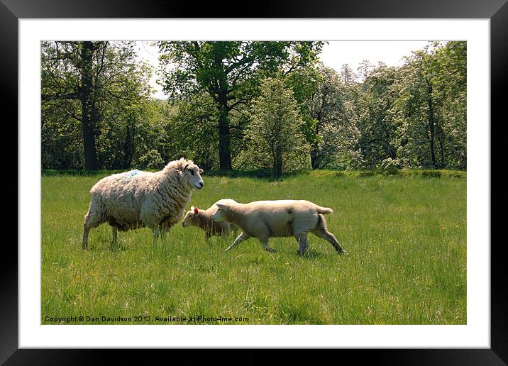 Sheep Shifting Sharpish Framed Mounted Print by Dan Davidson