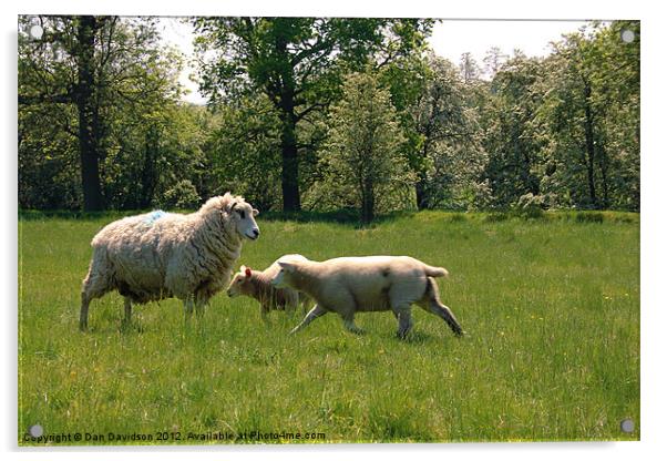 Sheep Shifting Sharpish Acrylic by Dan Davidson