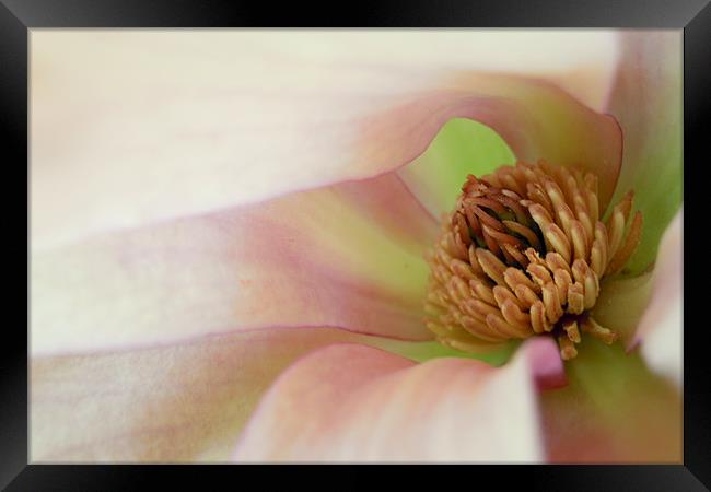 pink magnolia Framed Print by Heather Newton
