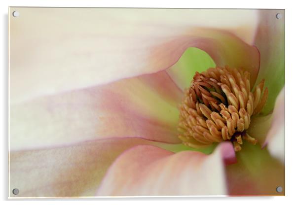 pink magnolia Acrylic by Heather Newton