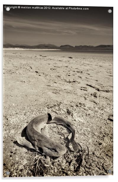 dogfish at Newborough Beach Acrylic by meirion matthias