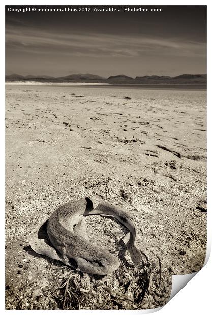 dogfish at Newborough Beach Print by meirion matthias