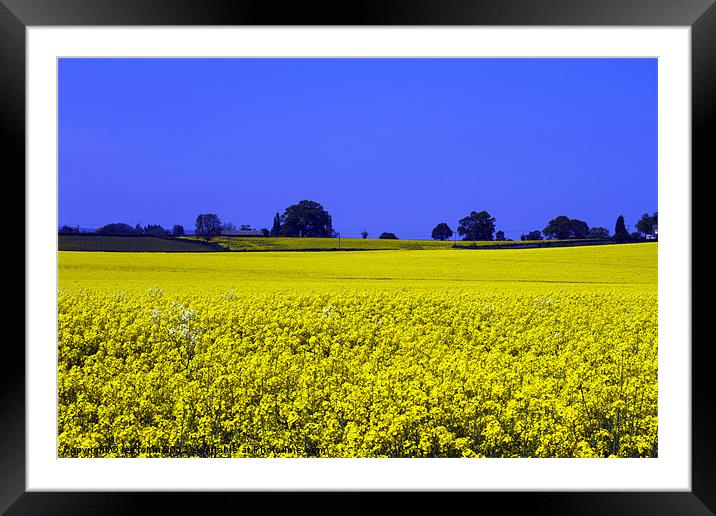 Field of yellow Framed Mounted Print by les tobin