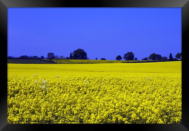 Field of yellow Framed Print by les tobin