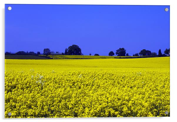 Field of yellow Acrylic by les tobin