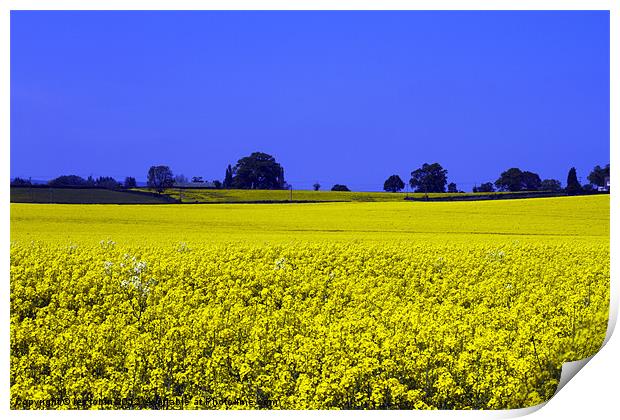 Field of yellow Print by les tobin