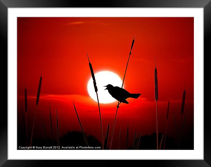 Lone Singing Blackbird Framed Mounted Print by Gary Barratt