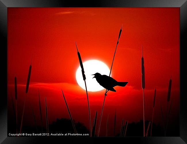 Lone Singing Blackbird Framed Print by Gary Barratt