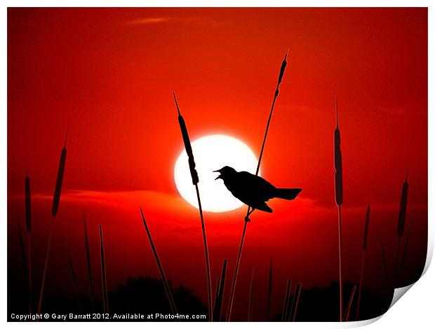 Lone Singing Blackbird Print by Gary Barratt