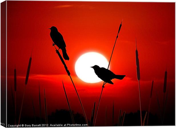 Redwing Blackbirds On Red Sunset. Canvas Print by Gary Barratt