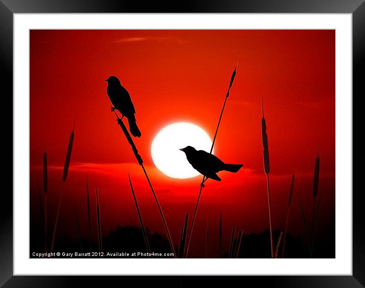Redwing Blackbirds On Red Sunset. Framed Mounted Print by Gary Barratt
